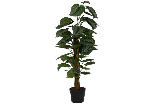 Planta Pe 45X45X90 Calathea Verde JA212496