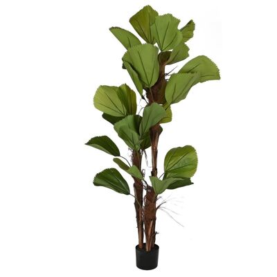 PLANTA PE CEMENTO 60X60X180 LICUALA GRANDIS VERDE JA210905