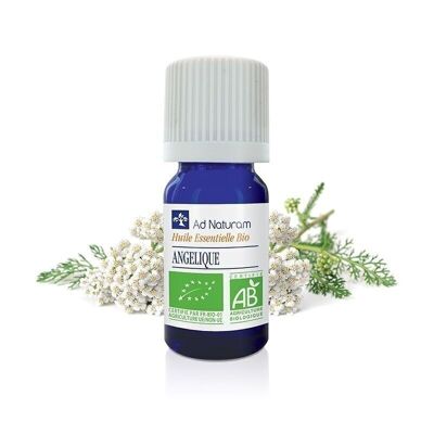 Organic Angelica essential oil