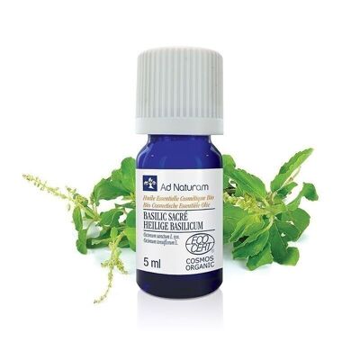 Organic holy basil essential oil