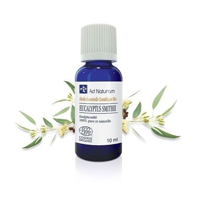 Organic Eucalyptus Smithii essential oil