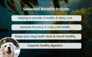 Repas d'algues 100% biologique 2