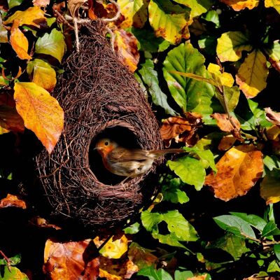 Tasca gigante per nido di pettirosso