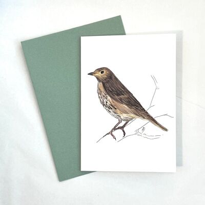 Card & envelope - Song thrush