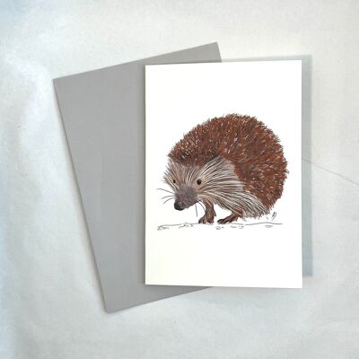 Card & envelope - Hedgehog