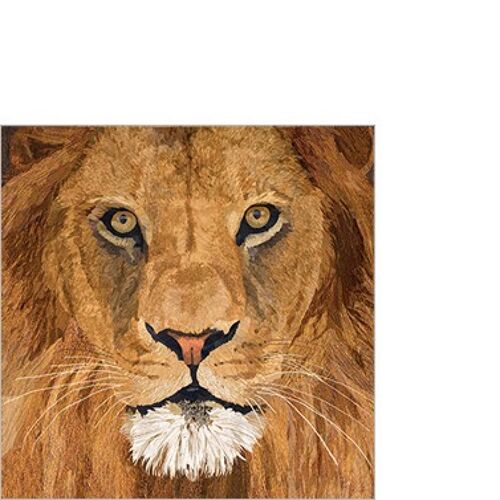 Sauvage Lion 25x25 cm