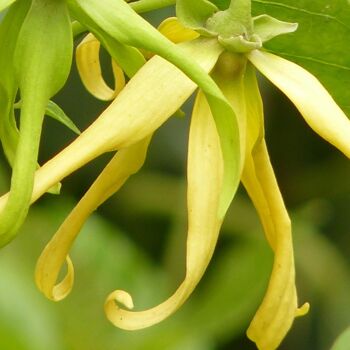 Huile essentielle "Ylang-Ylang" 2