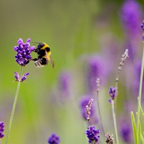 Bee Friendly Git Kit - Milk Chocolate Honeycomb