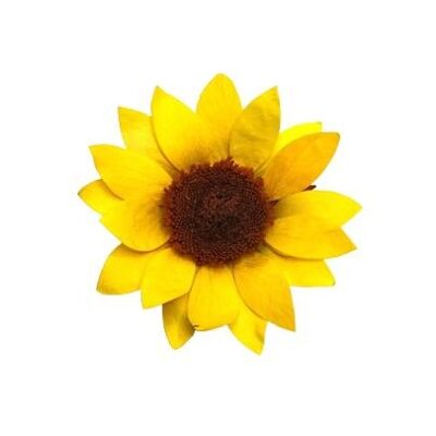 FLEUR DE TOURNESOL CONSERVÉE