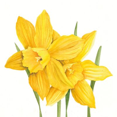 Daffodils 25x25 cm