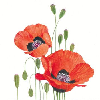 Coquelicots 25x25 cm