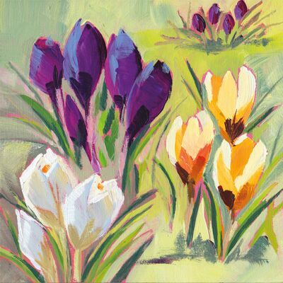 Crocus Musée 25x25 cm