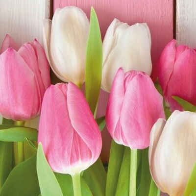 Tulipanes blancos y rosas 33x33 cm
