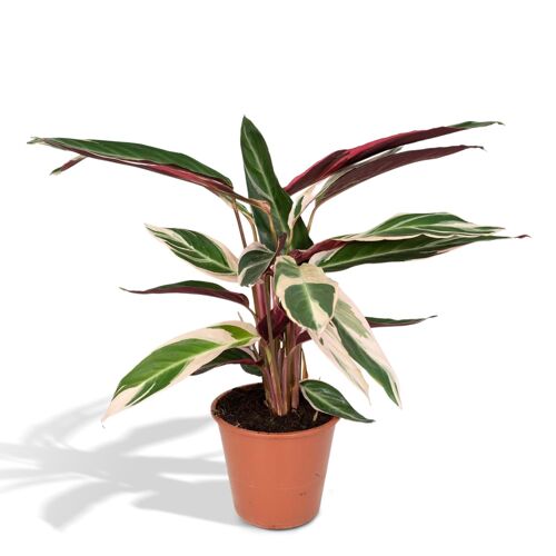 Calathea Triostar - Ø19cm - ↕70cm