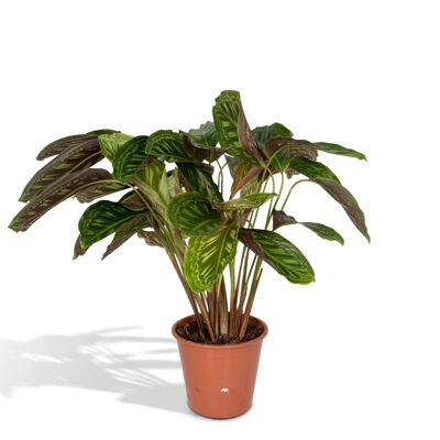 Calathea Étoile de Flamme - Ø19cm - ↕75cm