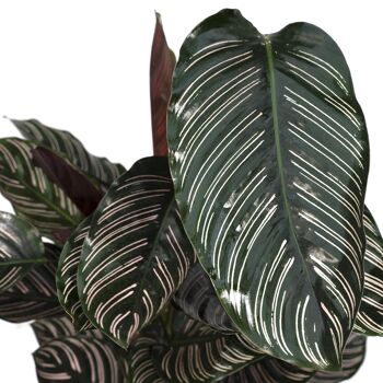 Calathea Ornata - Ø19cm - ↕75cm 5