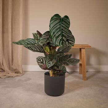 Calathea Ornata - Ø19cm - ↕75cm 6