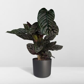 Calathea Ornata - Ø19cm - ↕75cm 8