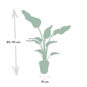 Strelitzia Nicolai - Ø19cm - ↕80cm 4