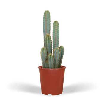 Pilosocereus Azureus - Cactus - Ø21cm - ↕55cm 1