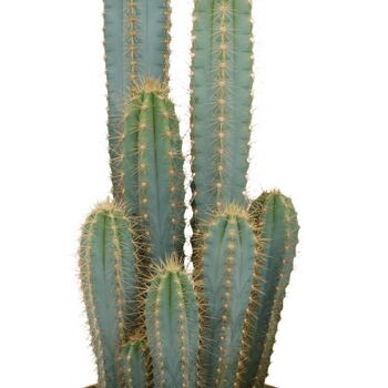 Pilosocereus Azureus - Cactus - Ø21cm - ↕55cm 3