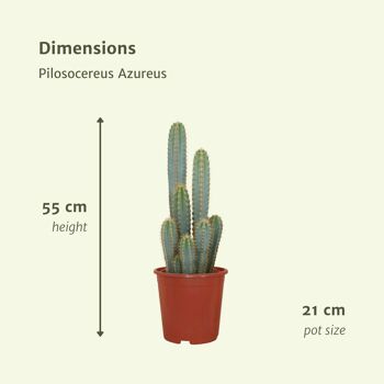 Pilosocereus Azureus - Cactus - Ø21cm - ↕55cm 4