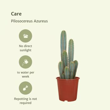 Pilosocereus Azureus - Cactus - Ø21cm - ↕55cm 5