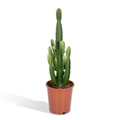 Euphorbia Acruensis - Cactus - Ø24cm - ↕60cm
