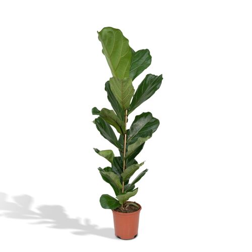 Ficus Lyrata - Rubberplant - Ø21cm - ↕100cm