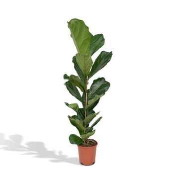 Ficus Lyrata - Plante à caoutchouc - Ø21cm - ↕100cm 1