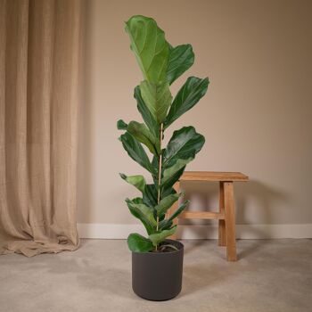 Ficus Lyrata - Plante à caoutchouc - Ø21cm - ↕100cm 2