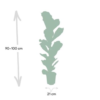 Ficus Lyrata - Plante à caoutchouc - Ø21cm - ↕100cm 4