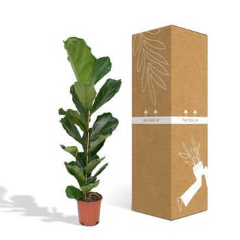 Ficus Lyrata - Plante à caoutchouc - Ø21cm - ↕100cm 5