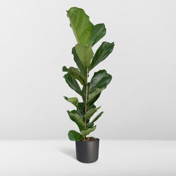 Ficus Lyrata - Plante à caoutchouc - Ø21cm - ↕100cm 8