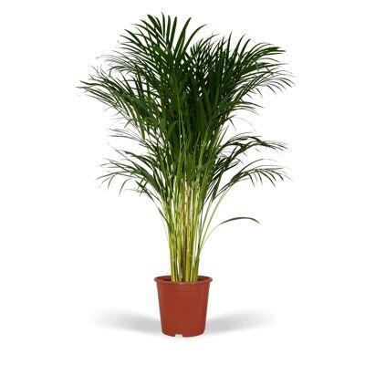 Dypsis Lutescens - Areca Palm - Ø24cm - ↕120cm