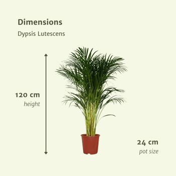 Dypsis Lutescens - Palmier Areca - Ø24cm - ↕120cm 4