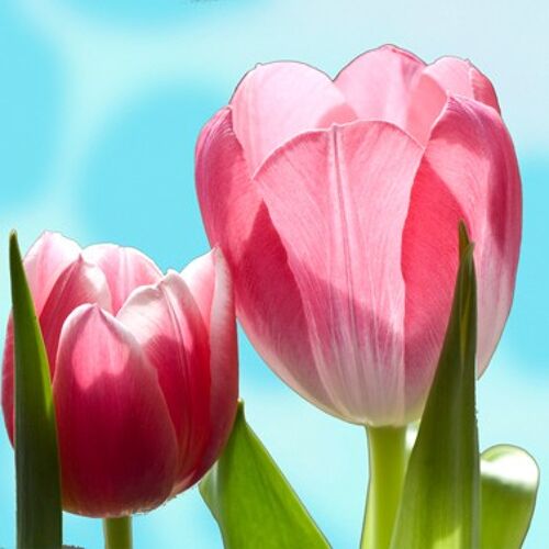 Pretty Tulips 33x33 cm