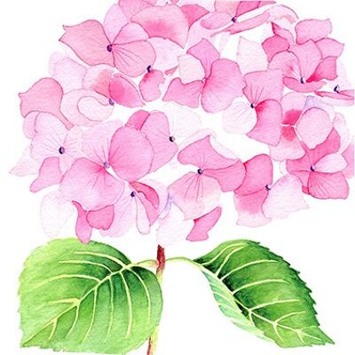 Ortensia rosa 33x33 cm