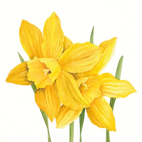 Daffodils 33x33 cm