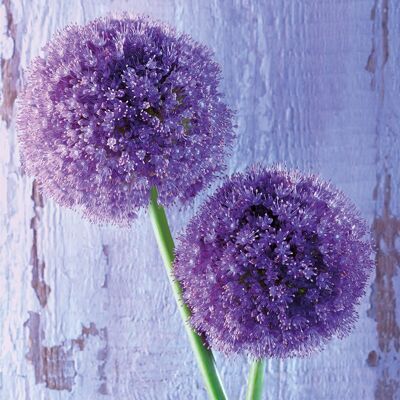 Purple Allium 33x33 cm