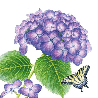 Hortensia y Mariposa 33x33 cm