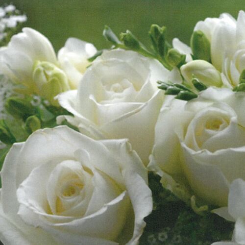 White Roses 33x33 cm