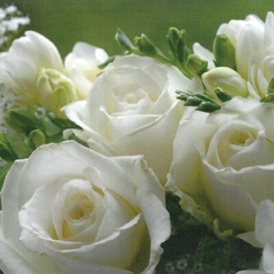 Rosas Blancas 33x33 cm