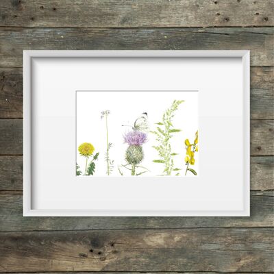 Art print meadow flowers & cabbage white butterfly