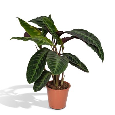 Calathea Warscewiczii - Pauwenplant - Ø19cm - ↕70cm