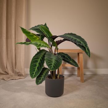 Calathea Warscewiczii - Plante Paon - Ø19cm - ↕70cm 2