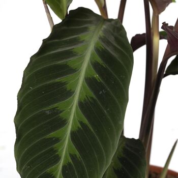 Calathea Warscewiczii - Plante Paon - Ø19cm - ↕70cm 3