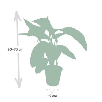 Calathea Warscewiczii - Plante Paon - Ø19cm - ↕70cm 4