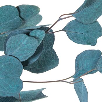 BOUQUET DE FEUILLES D'EUCALYPTUS BLEU NATUREL CONSERVÉES _70-80CM LL27444 2