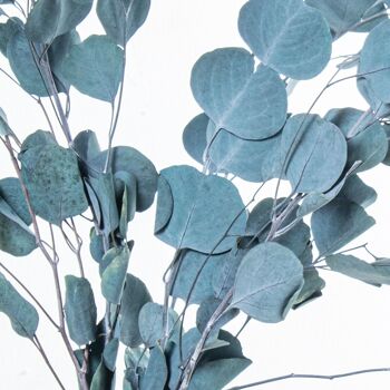 BOUQUET DE FEUILLES D'EUCALYPTUS BLEU NATUREL CONSERVÉES _70-80CM LL27444 3